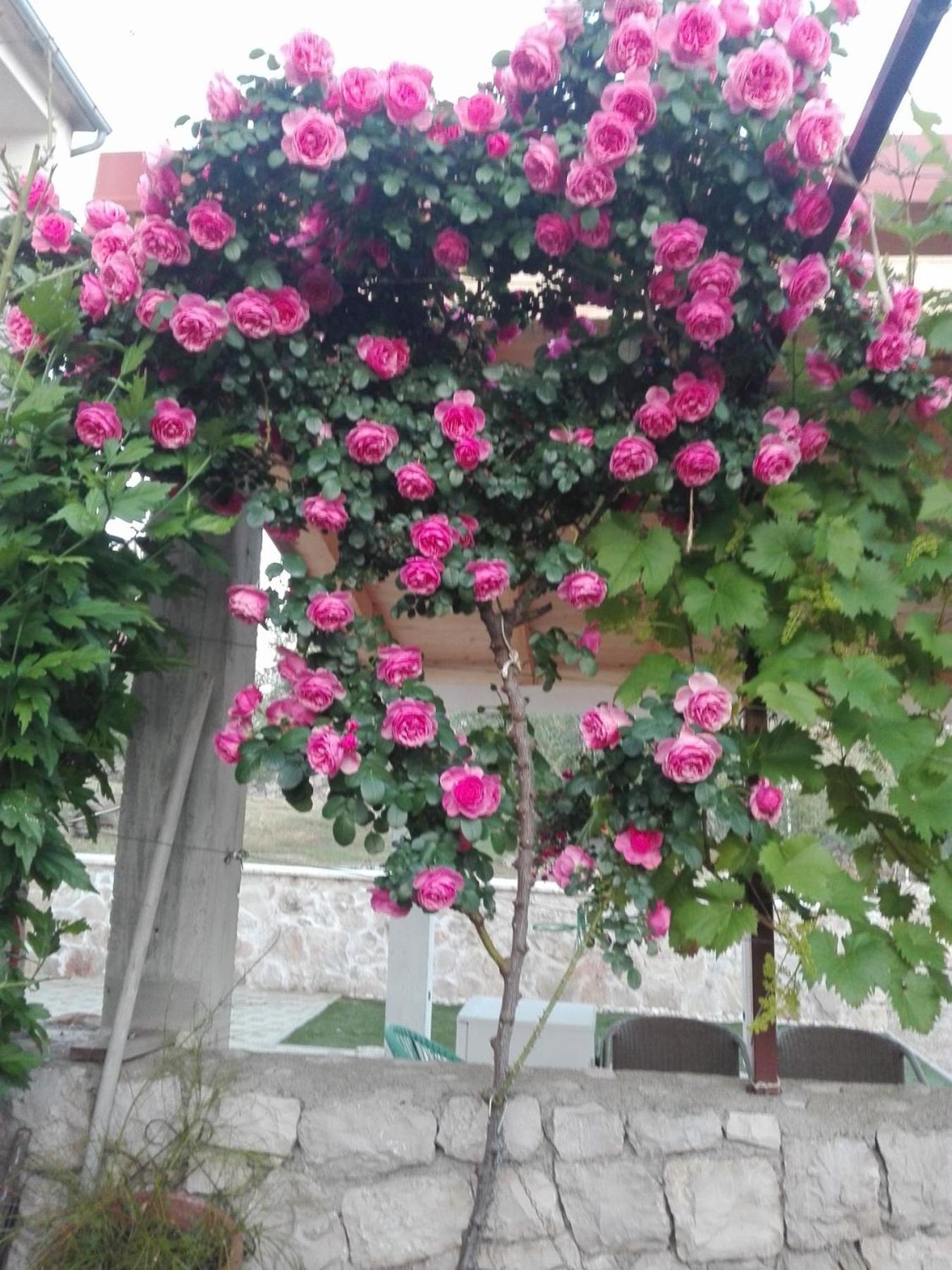 Dalmati house Hotel Brodarica  Kültér fotó